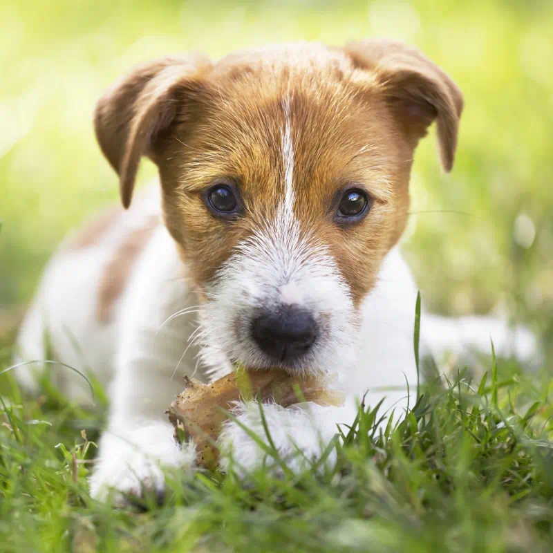 leckerli für Hunde