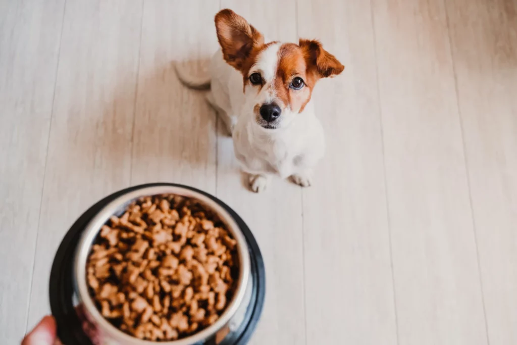 Hund wartet geduldig auf sein Futter