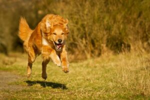 Hunde Körpersprache