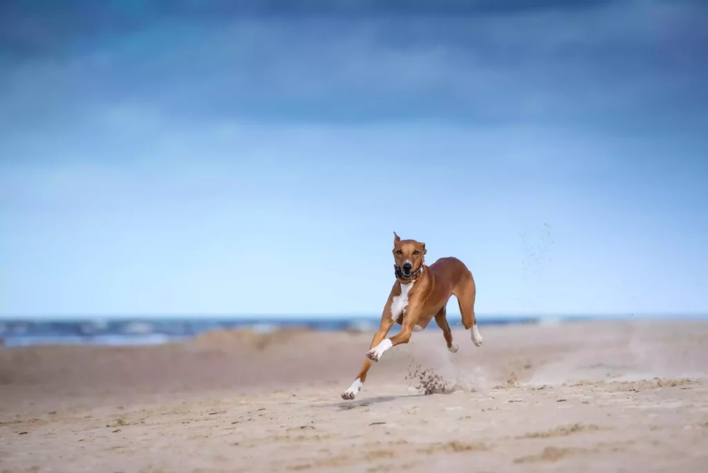 rezepte für den hund zum selber machen