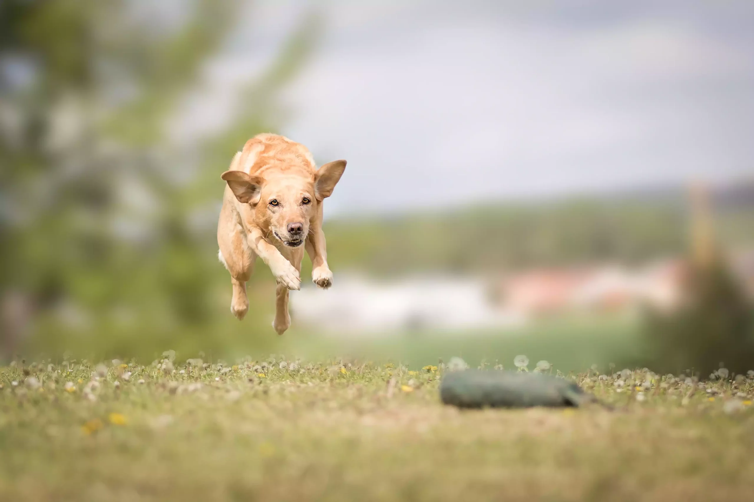 Hund Dummy, Hundespielzeug