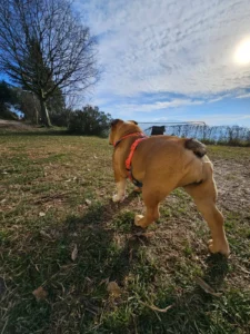 bulldogge geschirr