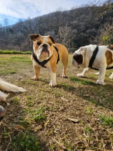 hundegeschirr bulldogge