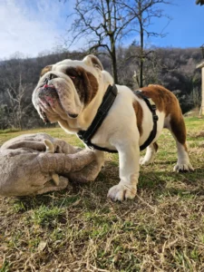 Hundegeschirr der bellerei bulldogge